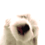 mon chien